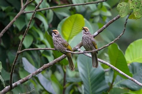 Burung Cucak Rowo Jenis Habitat Perbedaan Kelamin Dan Konservasi