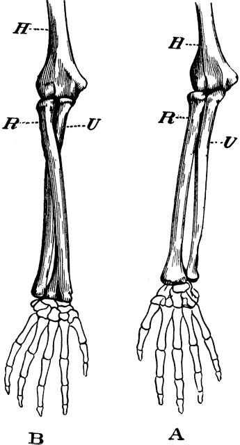 Human Forearm Bone