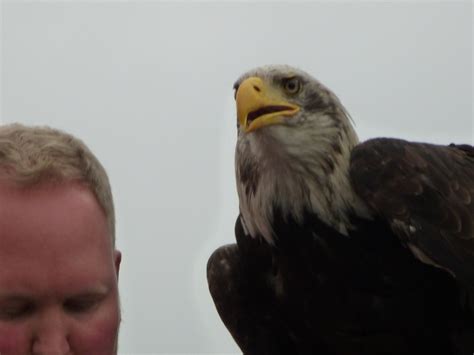 Falkner Mit Greifvogel Greifvogelvorführung Auf Der Photok Flickr