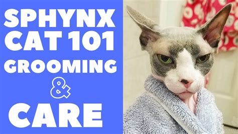 Sphynx Cat 101 Grooming And Care Youtube