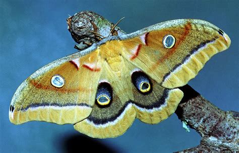 Polyphemus Moth Photograph By Millard H Sharp Fine Art America