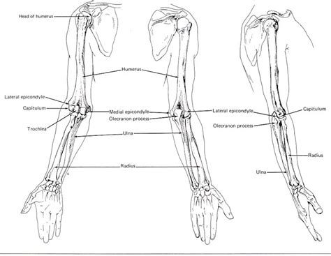 Click now to learn about the bones the upper limb has been shaped by evolution into a highly mobile part of the human body. CSE490CA Spr2000 Reference materials