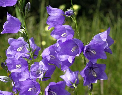 Purple Bell Shaped Flowers On A Stalk Associated Himself Blook Photo Galleries