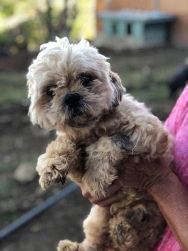 Un Named Shih Tzu Adult Adoption Rescue For Sale In Bethel Park