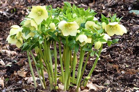 How To Plant And Grow Hellebores Gardeners Path
