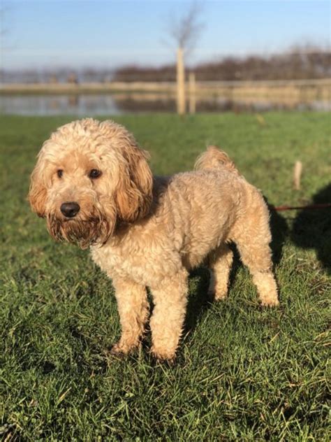 Bailey 1 Year Old Male Cockapoo Available For Adoption