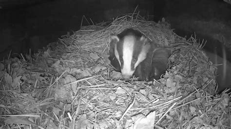 Badger Sleeping In Sett 1 11th March Youtube
