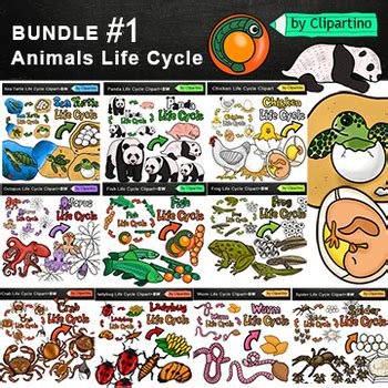 FREE Apple Life Cycle Clipart Bundle By Clipartino TpT