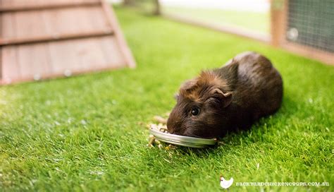 What Do Guinea Pigs Eat All You Need Infos
