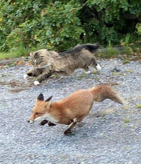 A Picture Of Norwegian Forest Cat Chasing A Fox Cute Animals