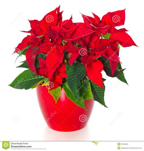 Beautiful Poinsettia Red Christmas Flower Stock Photo Image Of