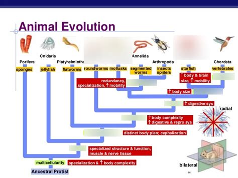 Evolution Of Animals Phylogenetic Tree Change The Questions Diagram