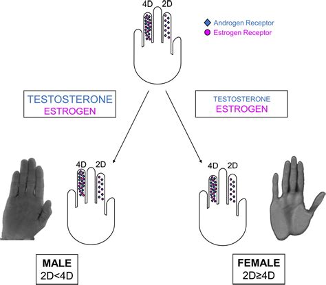 Resolving The Role Of Prenatal Sex Steroids In The Development Of Digit Ratio Pnas