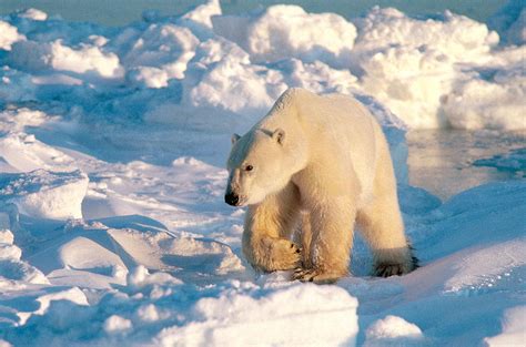 Polar Bear Ursus Maritimus Photograph By Dan Guravich Fine Art America