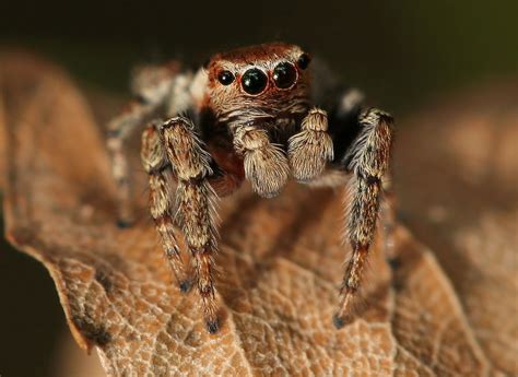 Jumping Spider Evarcha Falcata Lukas Jonaitis Flickr