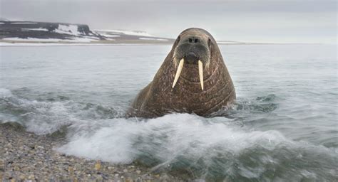 Walrus Pictures Information And Facts Aurora Expeditions™