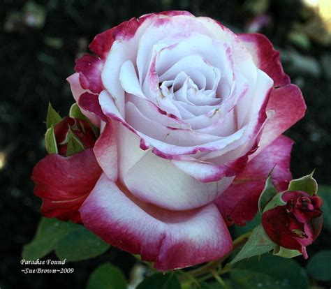 Plantfiles Pictures Hybrid Tea Rose Paradise Found Rosa By Califsue