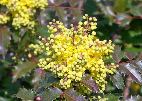 Oregon Grape Root Mahonia Aquifolium 17 Benefits Of This Edible Plant