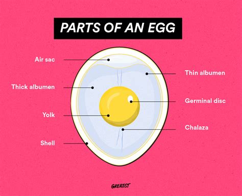 Crash Course A Complete Guide To Eating And Cooking Eggs Greatist Pro