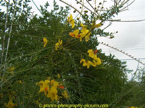 Kingsville South Texas Acacia Tree Huisache Flowers