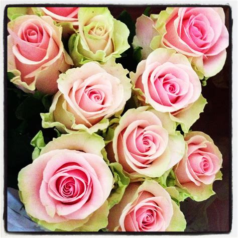 Beautiful Pink And Green Roses