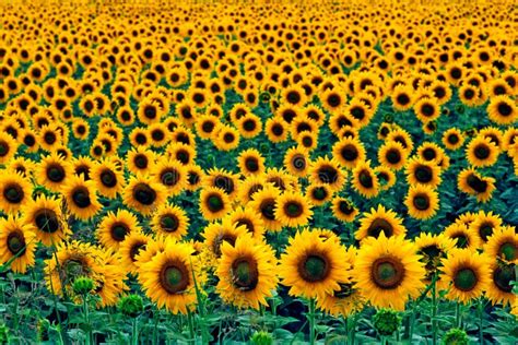 134893 Sunflowers Stock Photos Free And Royalty Free Stock Photos From