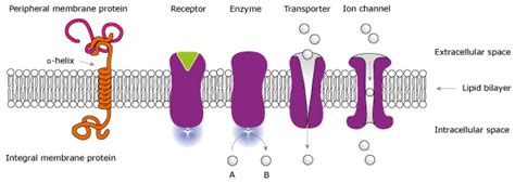 The Human Secretome And Membrane Proteome The Human Protein Atlas