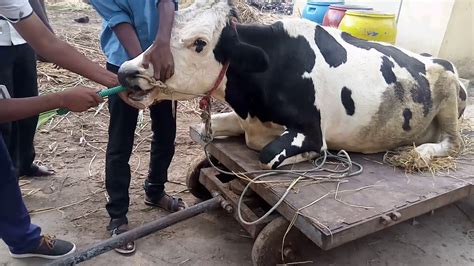 Stomach Tube Intubation In Cattle Draining Of Rumen Fluid Youtube