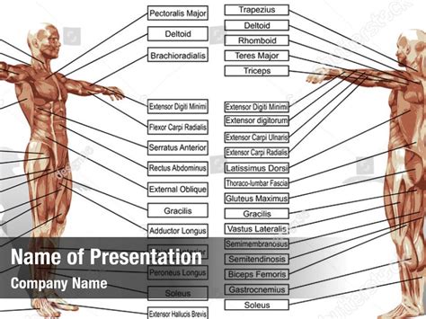Anatomy Human Anatomy Body Powerpoint Template Anatomy Human Anatomy