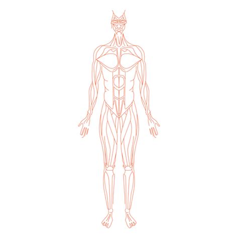 Homem De Anatomia Muscular Baixar Pngsvg Transparente