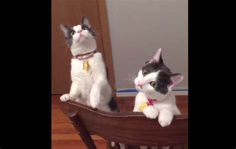 Some Cats See A Ceiling Fan In Action For The First Time