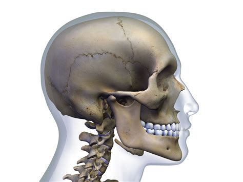 Occipital Bone By Asklepios Medical Atlas In 2022 Occipital Skull