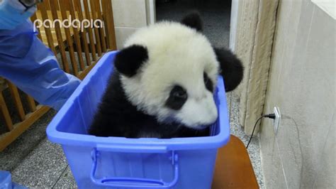 Measuring Baby Pandas Youtube