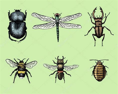 Gran Conjunto De Insectos Insectos Escarabajos Y Abejas Muchas Especies