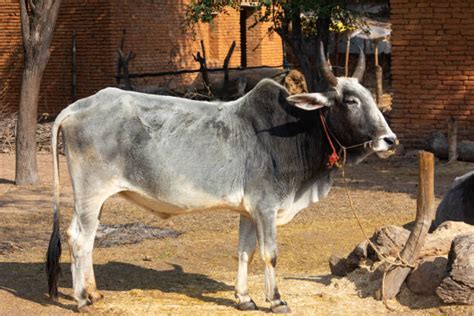 थारपारकर गाय की संपूर्ण जानकारी पढ़ें थारपारकर गाय की पहचान और