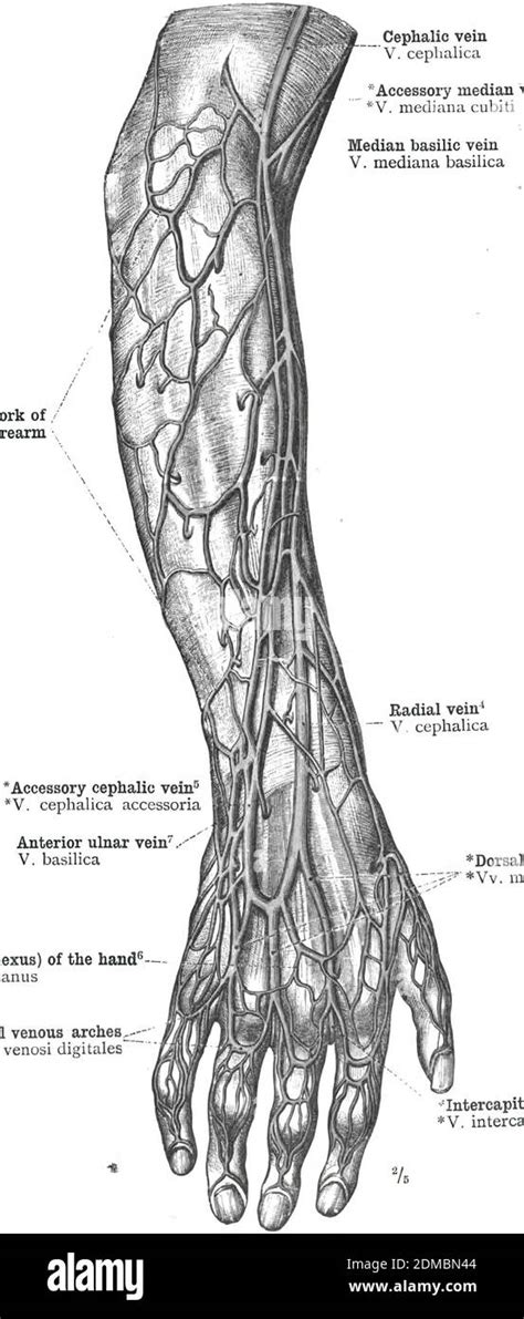 Extremidad Superior Venas Fotografías E Imágenes De Alta Resolución Alamy