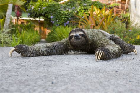 Why Did The Sloth Cross The Road The Sloth Conservation Foundation