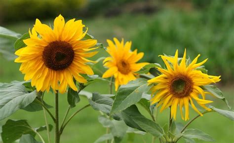 Bunga matahari dikenal tumbuh ke arah matahari, perilaku ini dikenal dengan istilah heliotropik. Terbaru 18+ Gambar Bunga Matahari Warna Hitam - Gambar ...