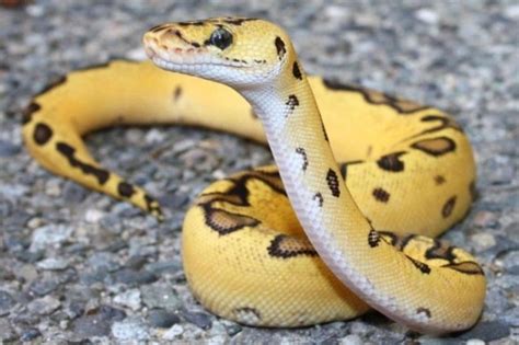 Top 15 Non Venomous Snakes Interesting Facts That You Must Know
