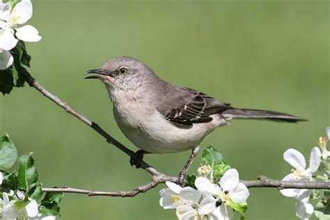 Top 28 Backyard Birds In Texas Free Id Chart Bird Advisors