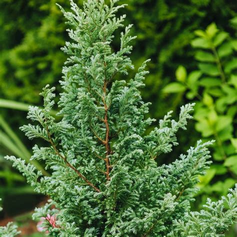 Juniperus Chinensis Pyramidalis Agm 3l Coolings Garden Centre