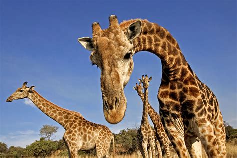 Giraffes Hum At Night Strange Sounds