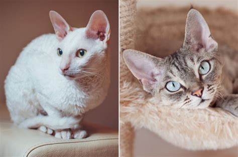 Cornish Rex Vs Devon Rex Can You Tell The Difference