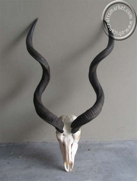 Goats and native to central africa, the giant eland is the biggest antelope in the world. http://www.africancraftsmarket.com/African-Kudu-skull.jpg ...