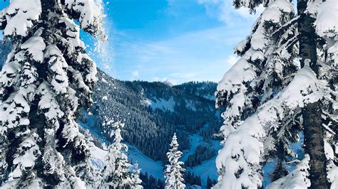Download Wallpaper 2560x1440 Winter Snow Trees Fir Trees Snowy