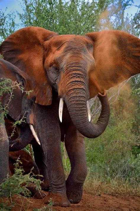 Fotoğraf Majestic Animals Animals Beautiful Elephant