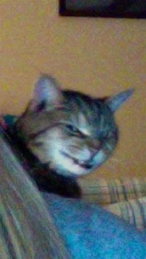 Cat Derp Dump Derpy Cats Funny Cat Faces Cute Cat Memes