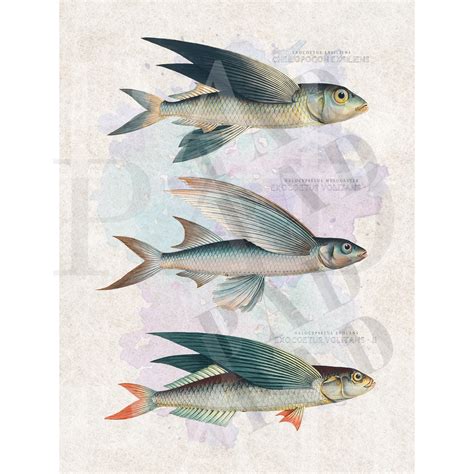 Flying Fish Exocoetus Volitans Cheilopogon Exsiliens Print Art