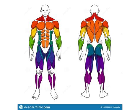 Human Body Muscle System Quiz