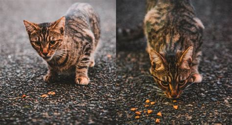 Gm fku cari di mana kau letak hati mu cm gmpercintaan ini kita memilih nya cm d gmkita bercinta hingga ke pintu syurga Jangan Disebabkan Najis Kucing Kita Tak Masuk Syurga ...